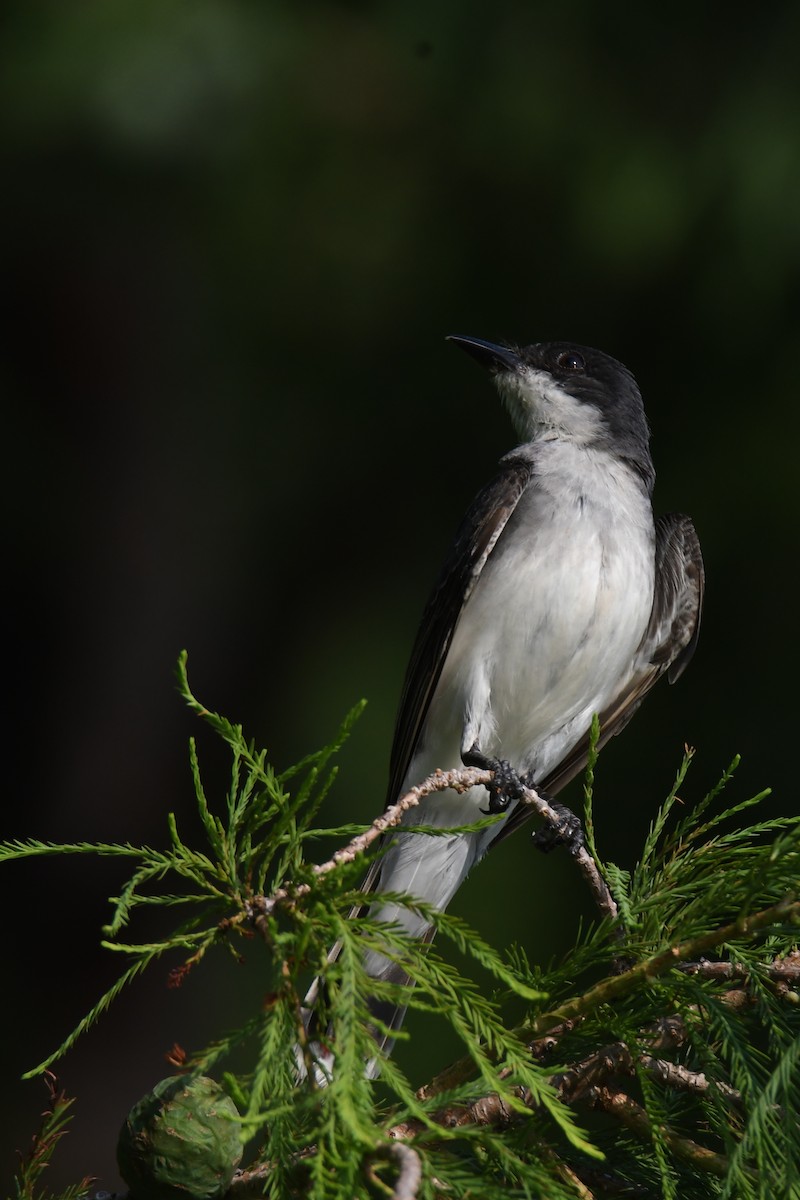 Tyran tritri - ML644600704