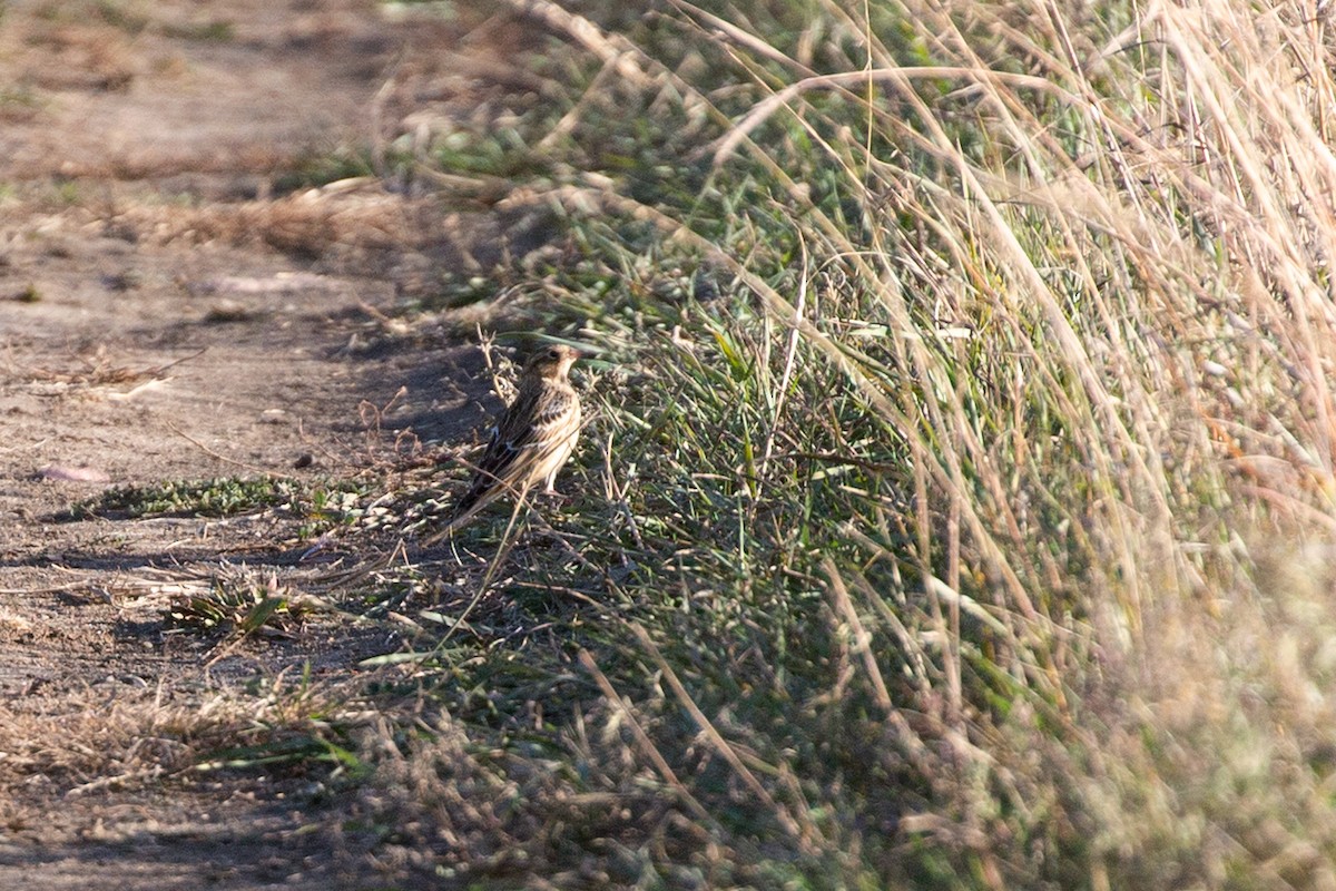 Smith Çintesi - ML644600705