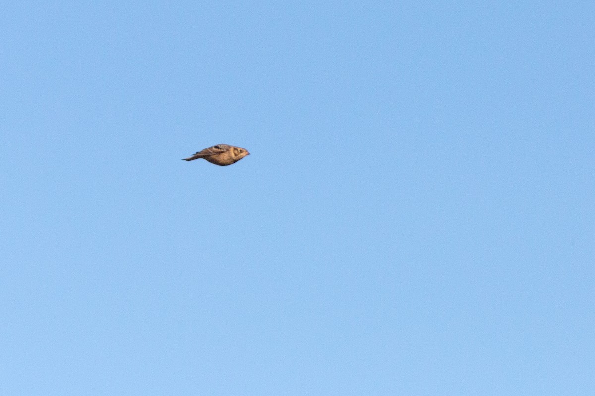 Smith Çintesi - ML644600706