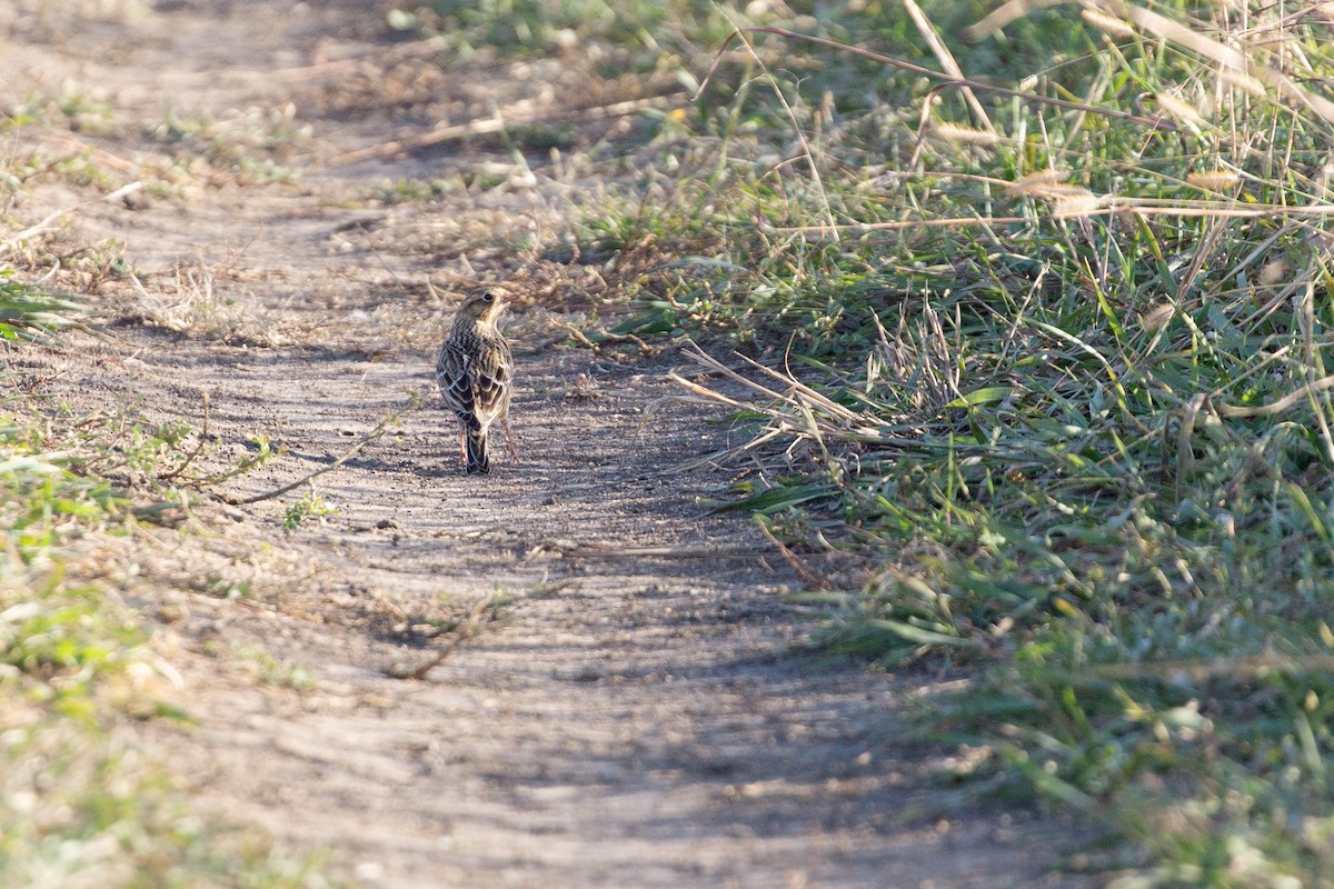 Smith Çintesi - ML644600707