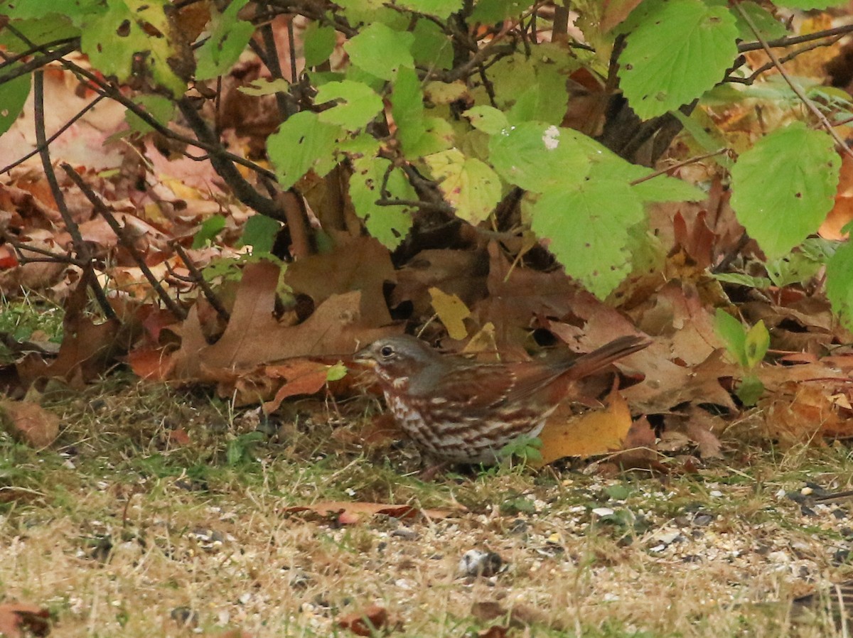 Fox Sparrow - ML644600712