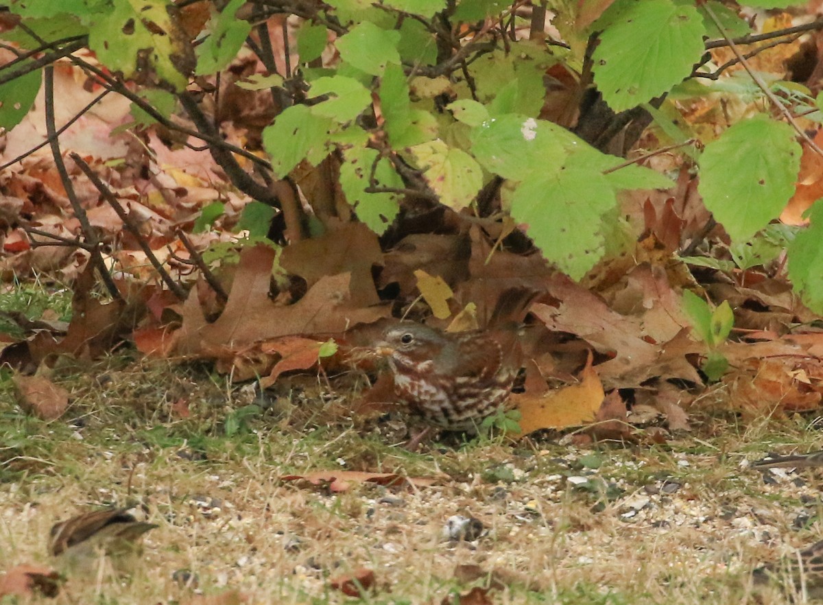 Fox Sparrow - ML644600717
