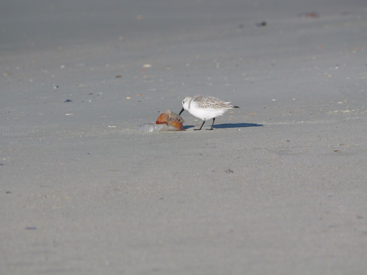 三趾濱鷸 - ML644600718