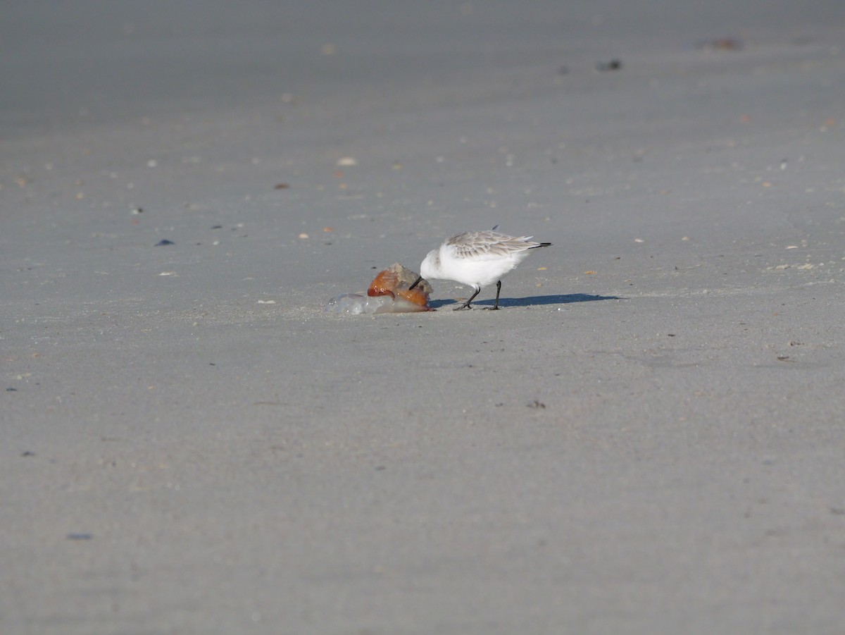 三趾濱鷸 - ML644600721