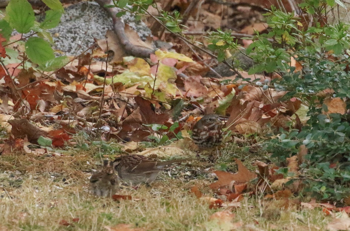 Fox Sparrow - ML644600723