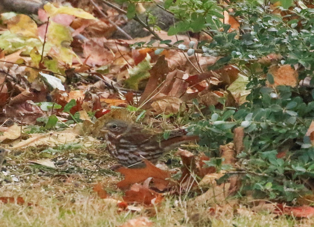 Fox Sparrow - ML644600728
