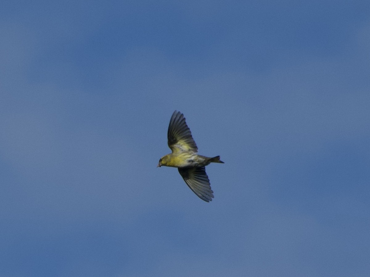 Grünfink - ML644600737