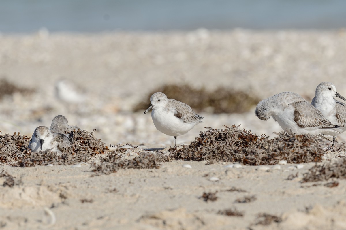 三趾濱鷸 - ML644600738