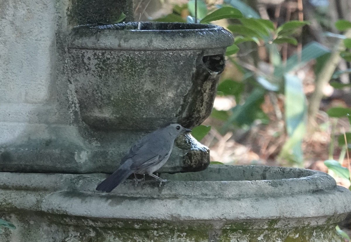 drozdec černohlavý - ML644600743