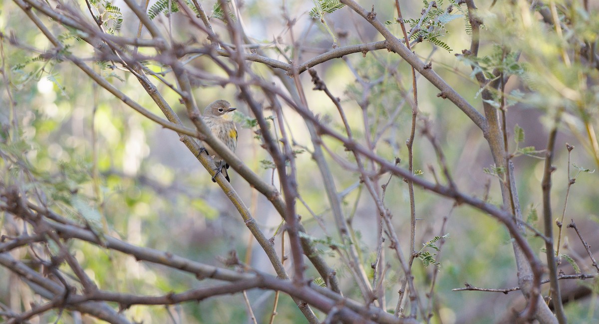 Yellow-rumped Warbler (Audubon's) - ML644600744