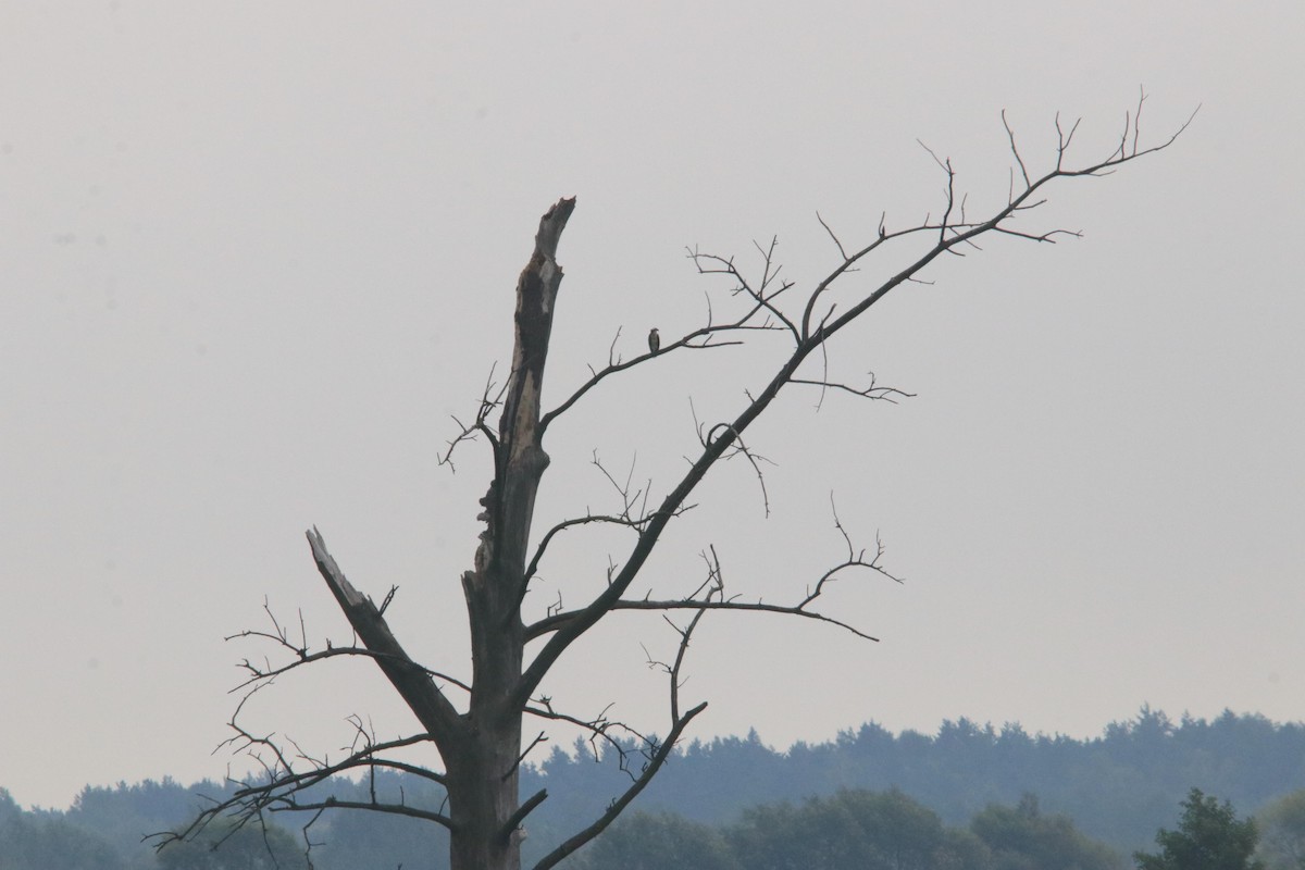 שלך - ML644600749