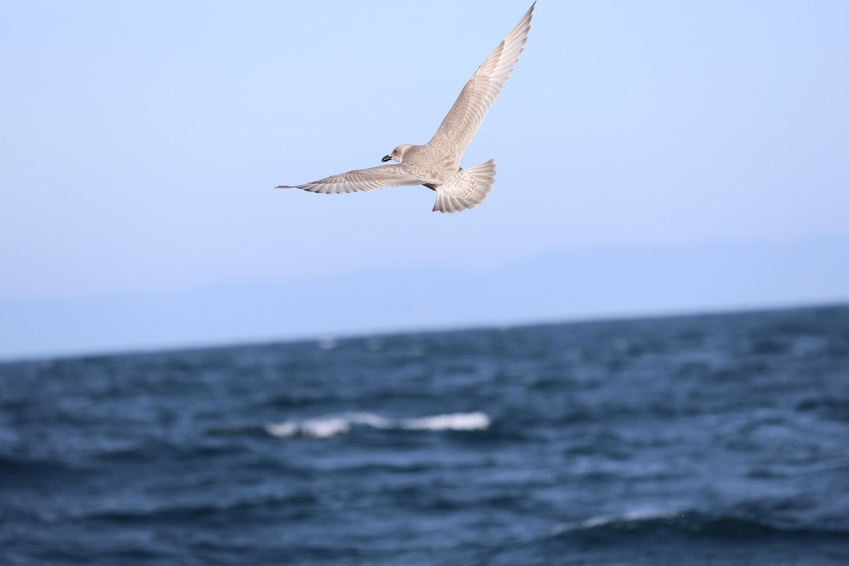 Glaucous-winged Gull - ML644600761