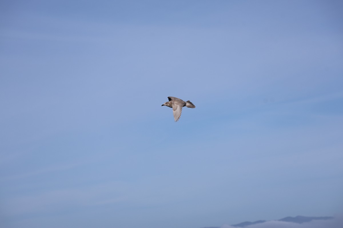 Glaucous-winged Gull - ML644600762