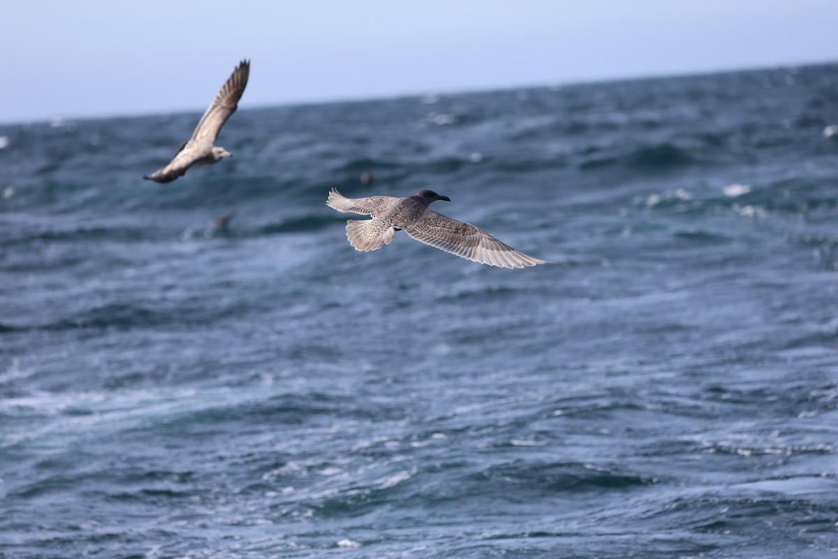Glaucous-winged Gull - ML644600763