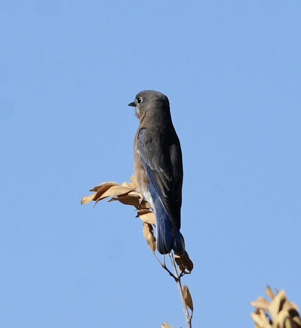 Eastern Bluebird - ML644600764