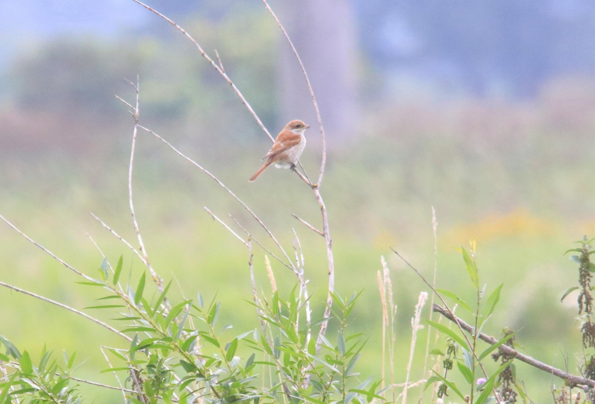 חנקן אדום-גב - ML644600784
