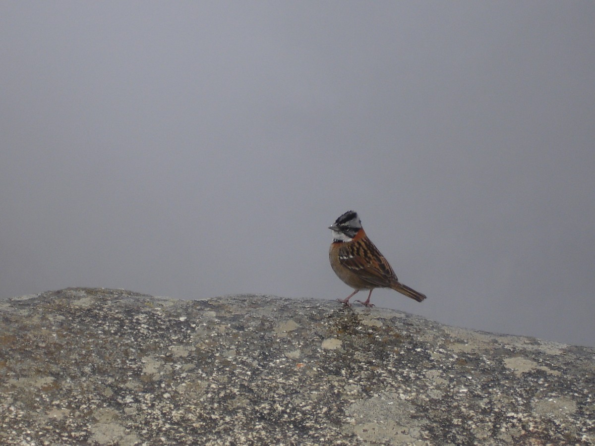 Kızıl Enseli Serçe - ML644600785