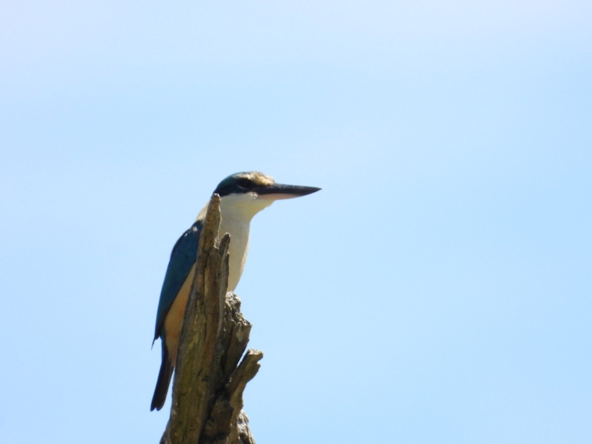 ledňáček posvátný - ML644600787