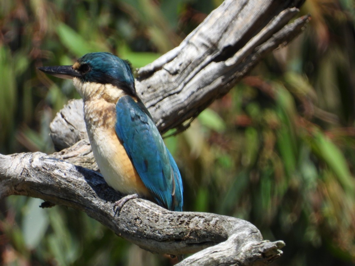 ledňáček posvátný - ML644600788