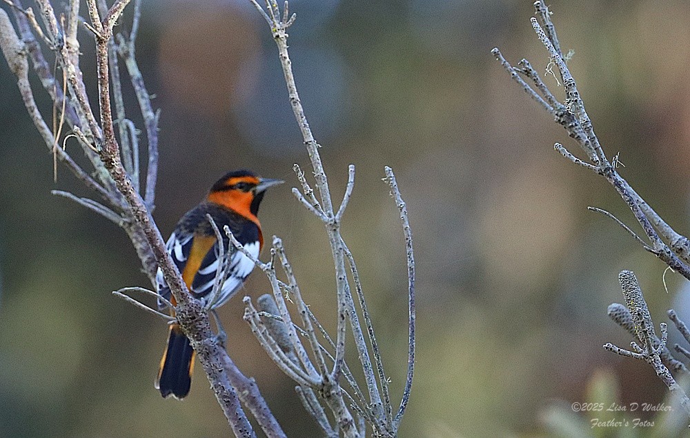 Bullock's Oriole - ML644600791