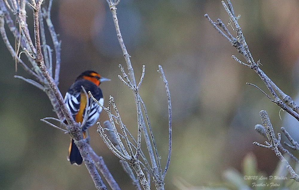 Bullock's Oriole - ML644600792