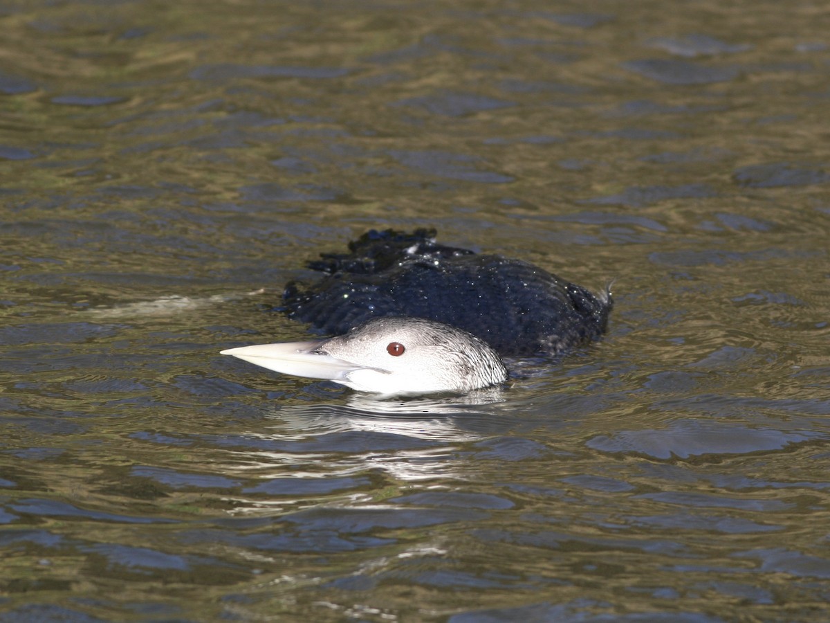 Yellow-billed Loon - ML644600794