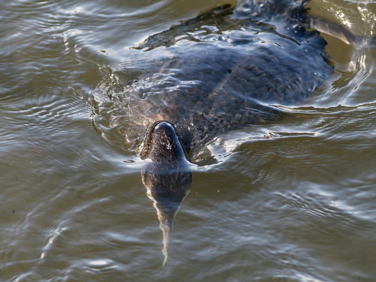 Yellow-billed Loon - ML644600795
