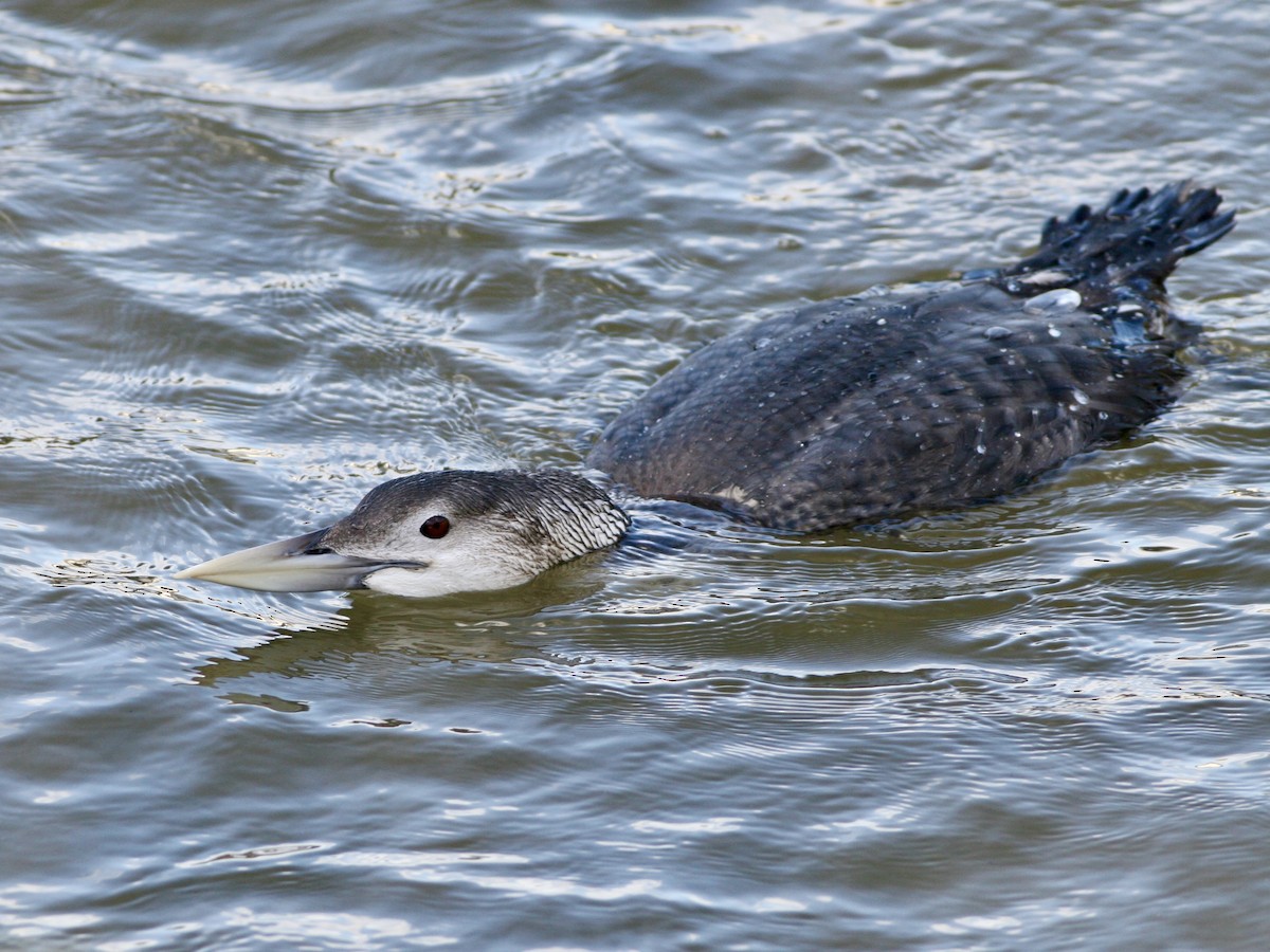 Yellow-billed Loon - ML644600796