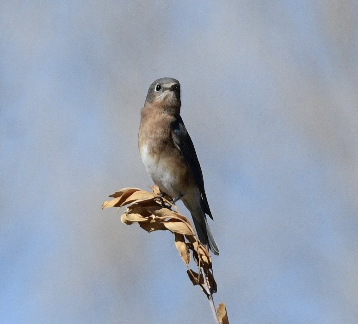 Eastern Bluebird - ML644600805