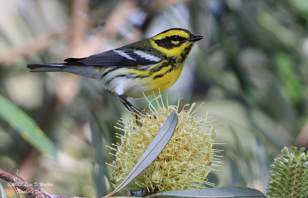 Townsend's Warbler - ML644600807
