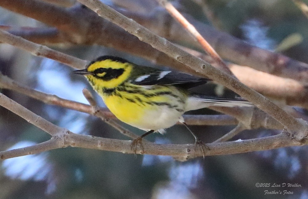 Townsend's Warbler - ML644600808