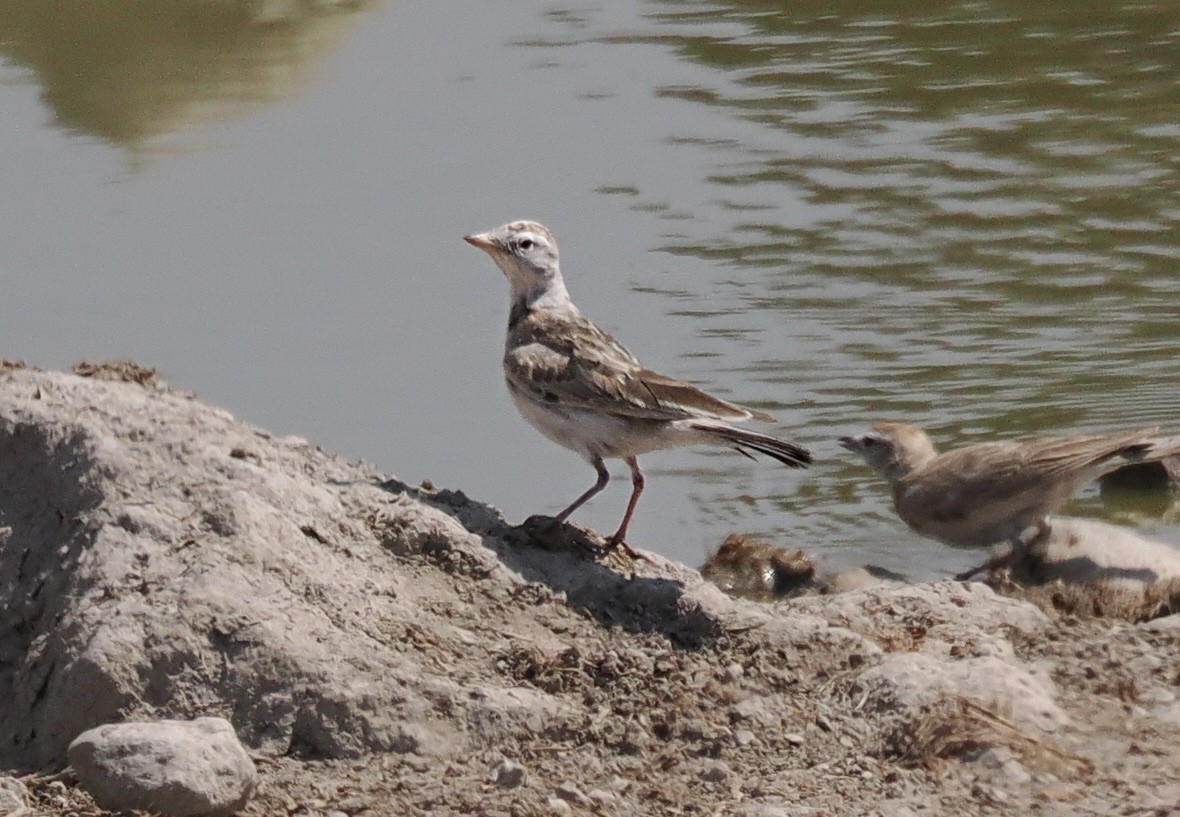 アフリカヒメコウテンシ - ML644600809