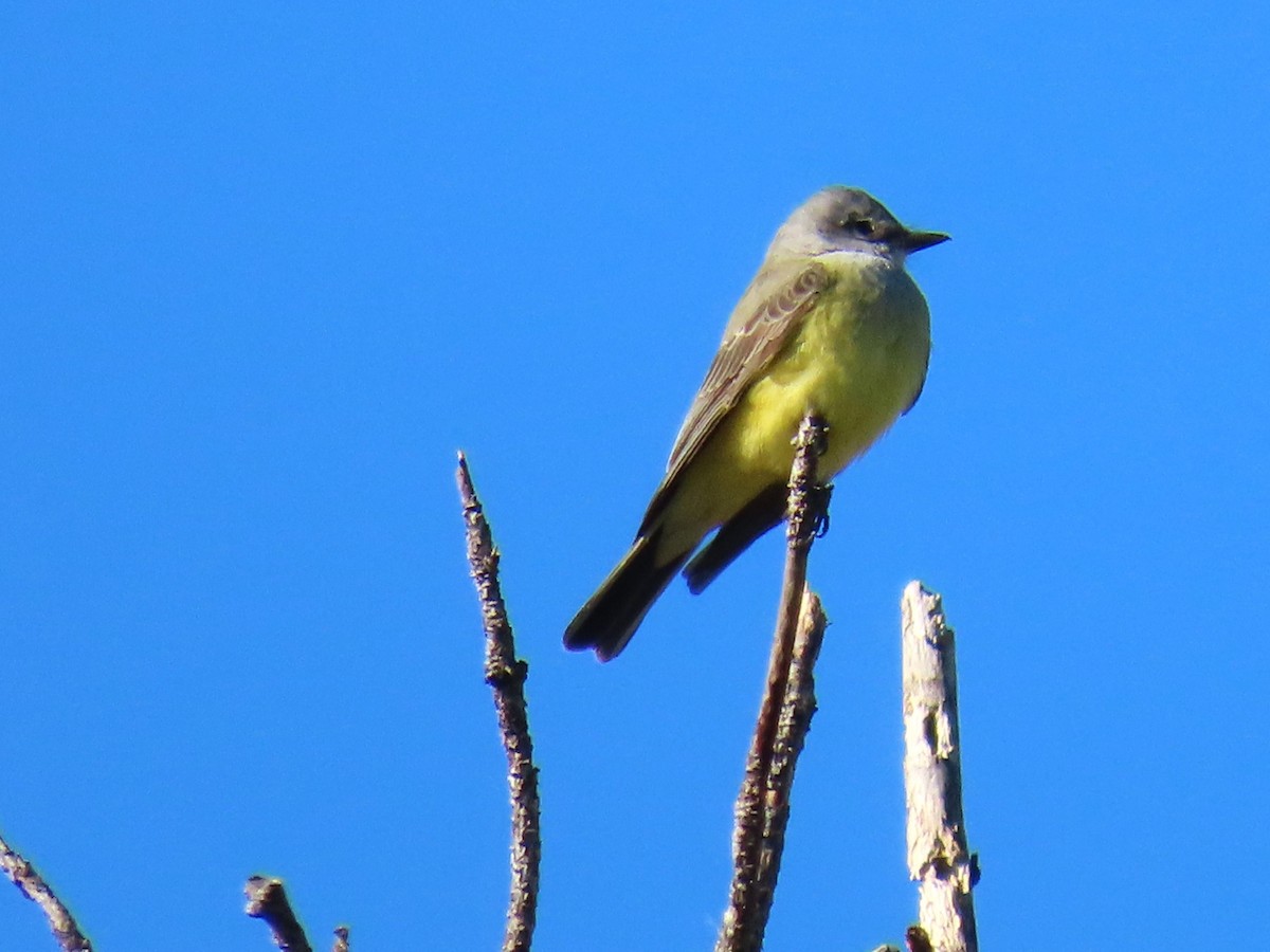 Western Kingbird - ML644600827
