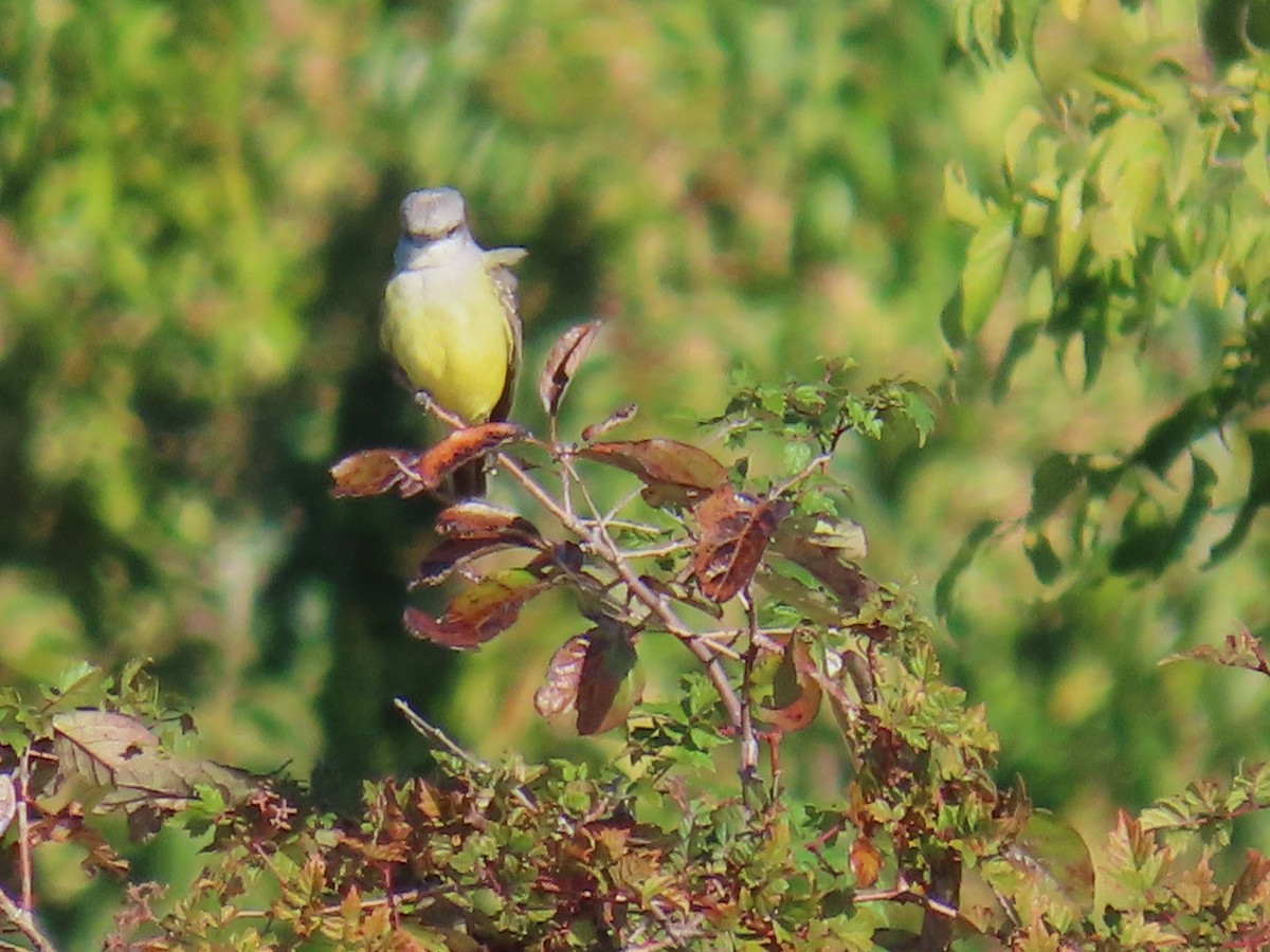 Western Kingbird - ML644600828