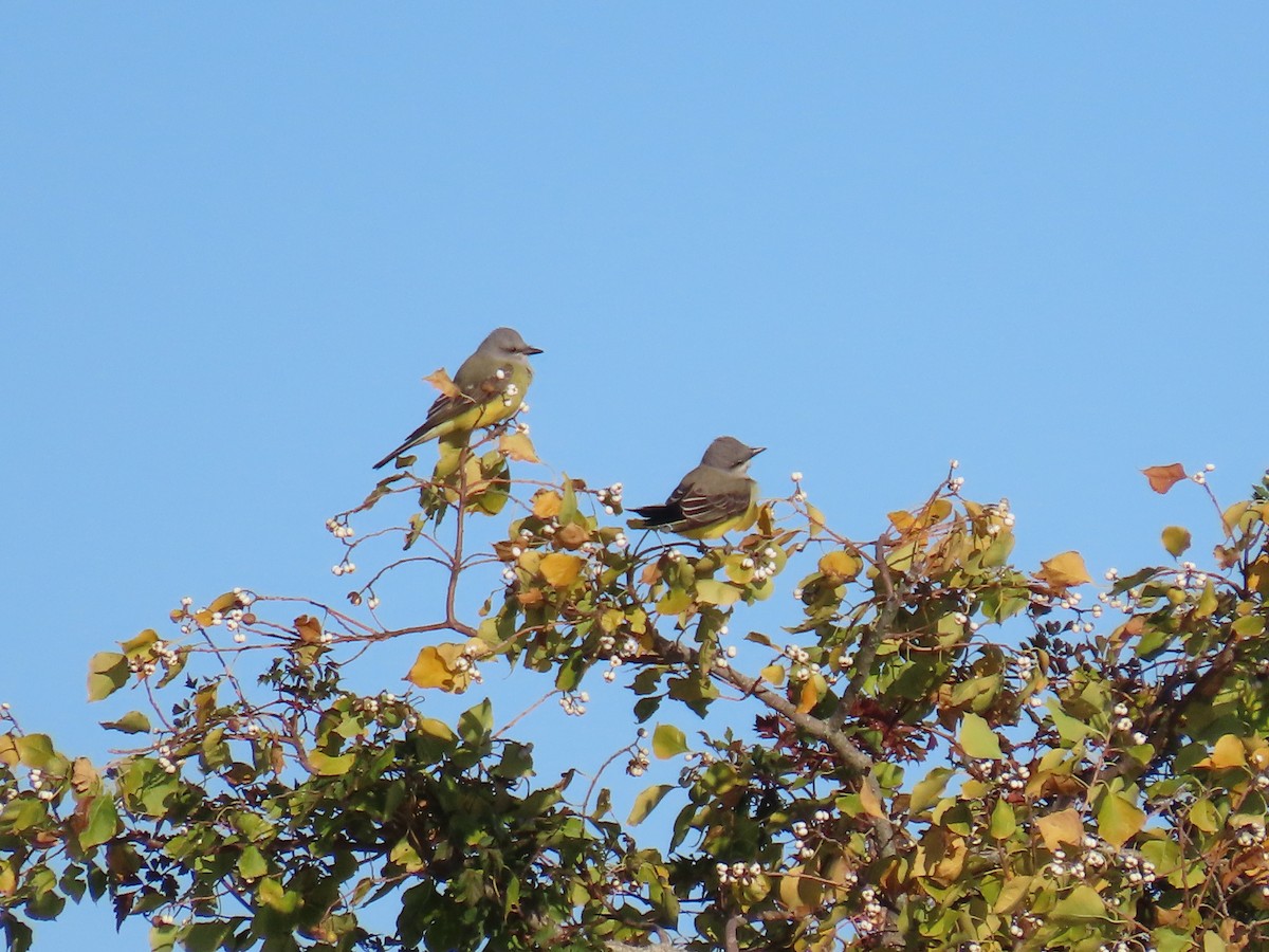 Western Kingbird - ML644600829