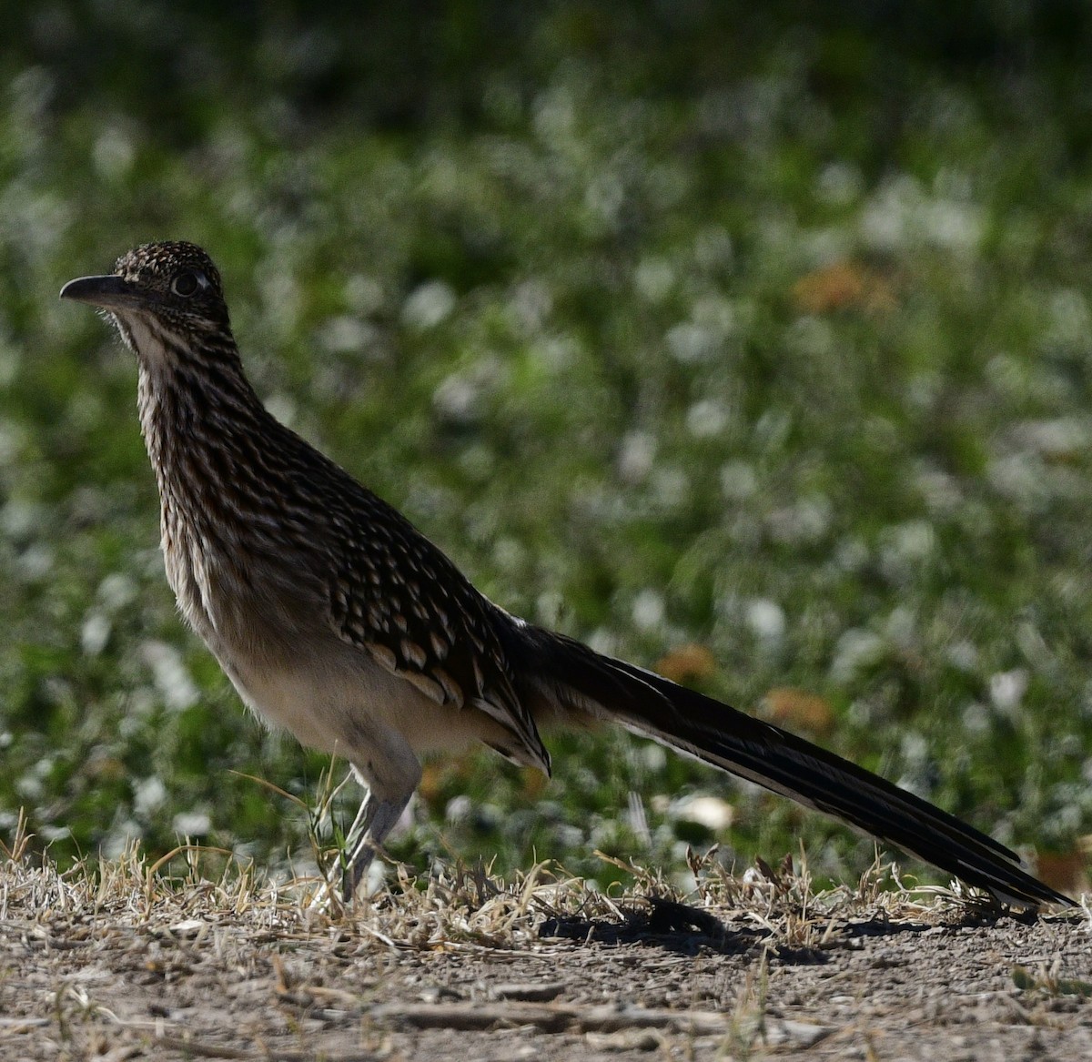 Greater Roadrunner - ML644600839