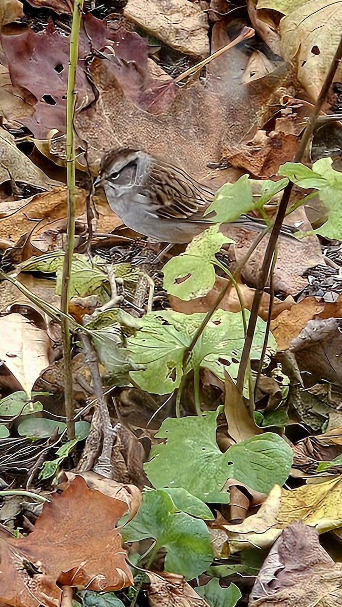 Chipping Sparrow - ML644600848