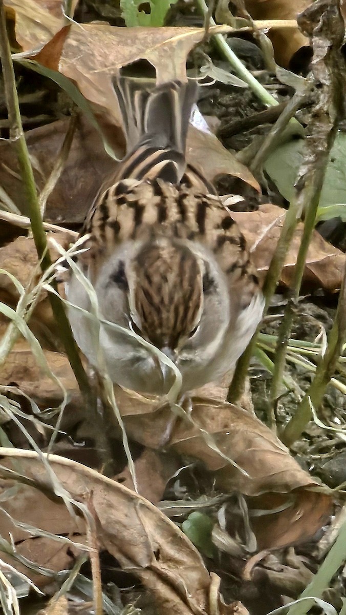 Chipping Sparrow - ML644600850