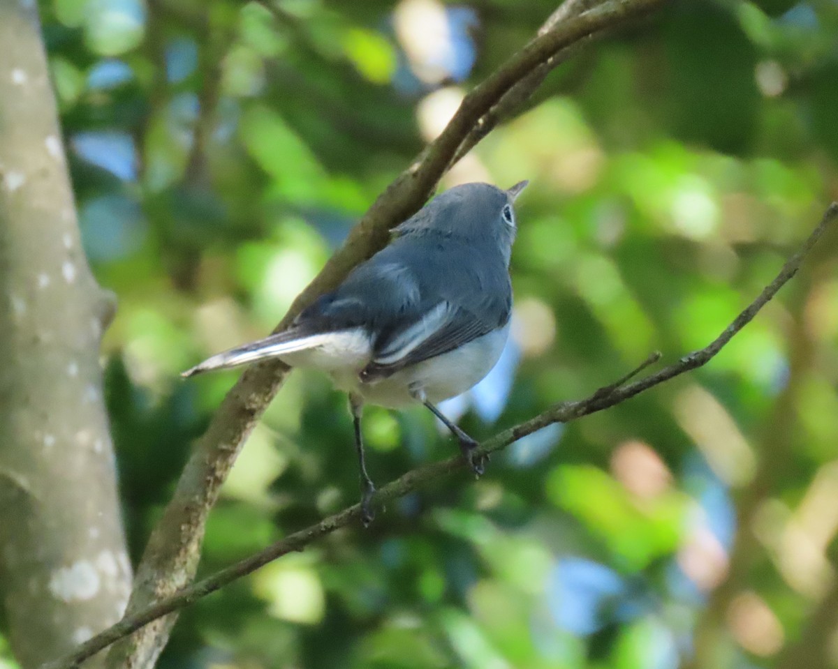 Blue-gray Gnatcatcher - ML644600857