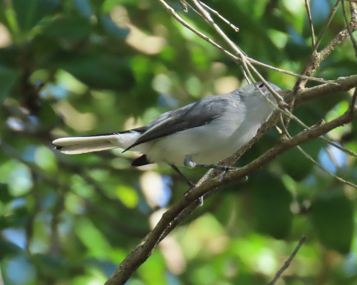 Blue-gray Gnatcatcher - ML644600858