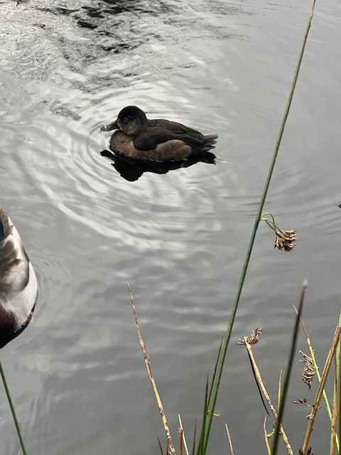 Ring-necked Duck - ML644600862