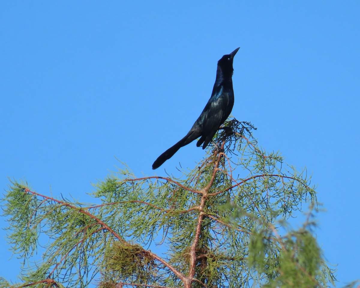 båtstjerttrupial - ML644600864