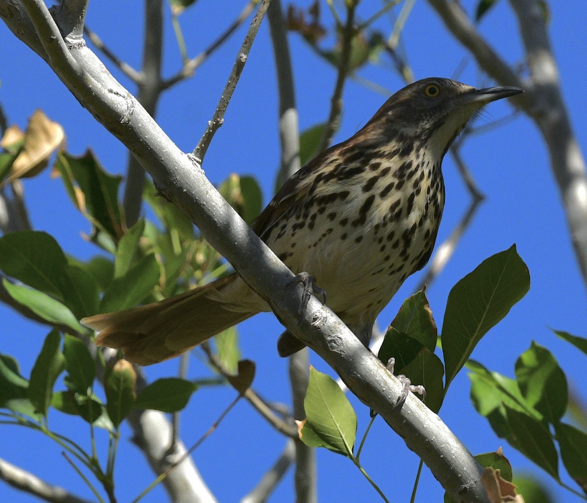 Brown Thrasher - ML644600866