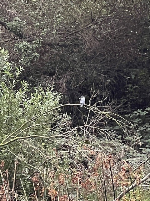 Belted Kingfisher - ML644600871