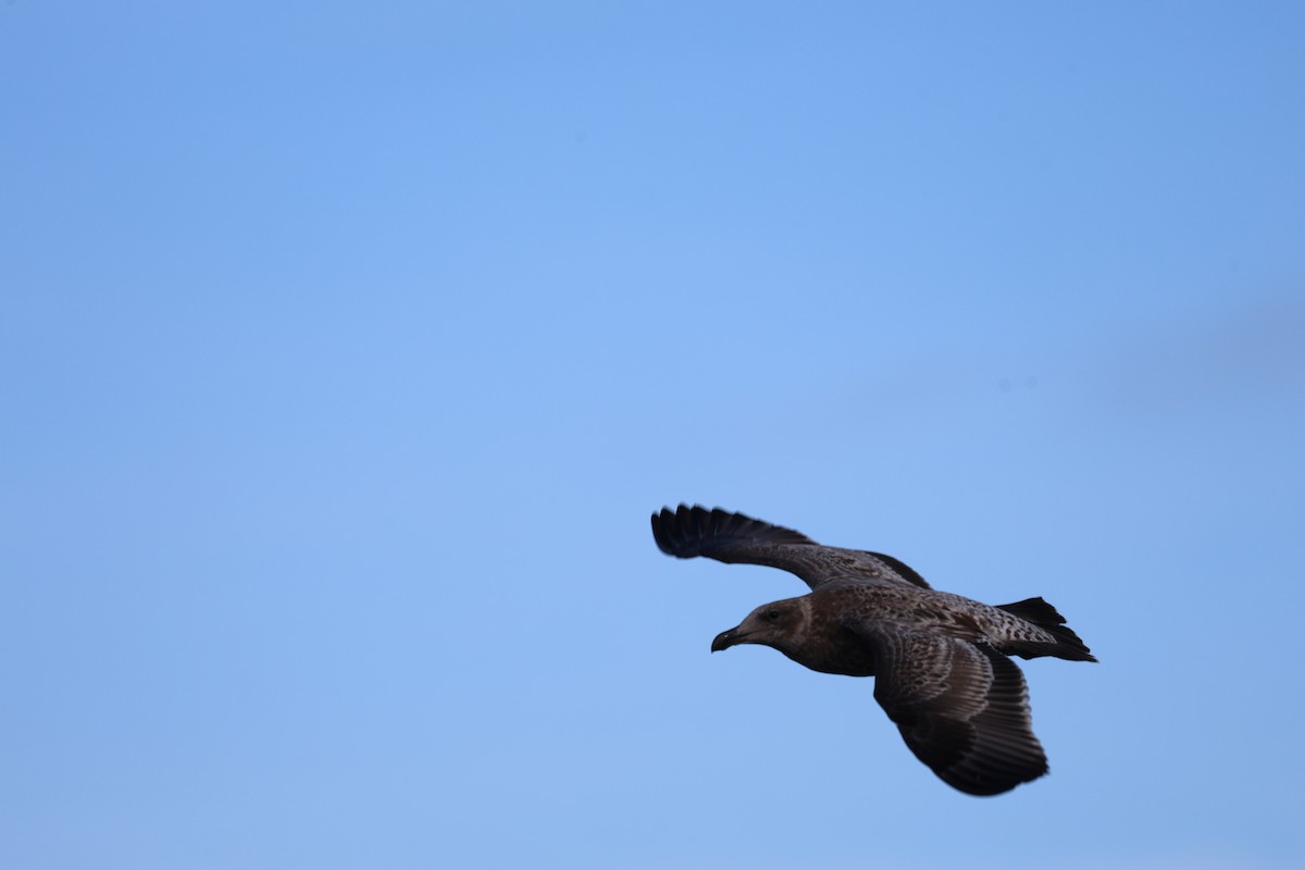 Western Gull - ML644600874