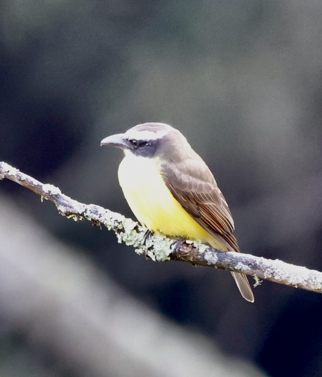 Boat-billed Flycatcher - ML644600876