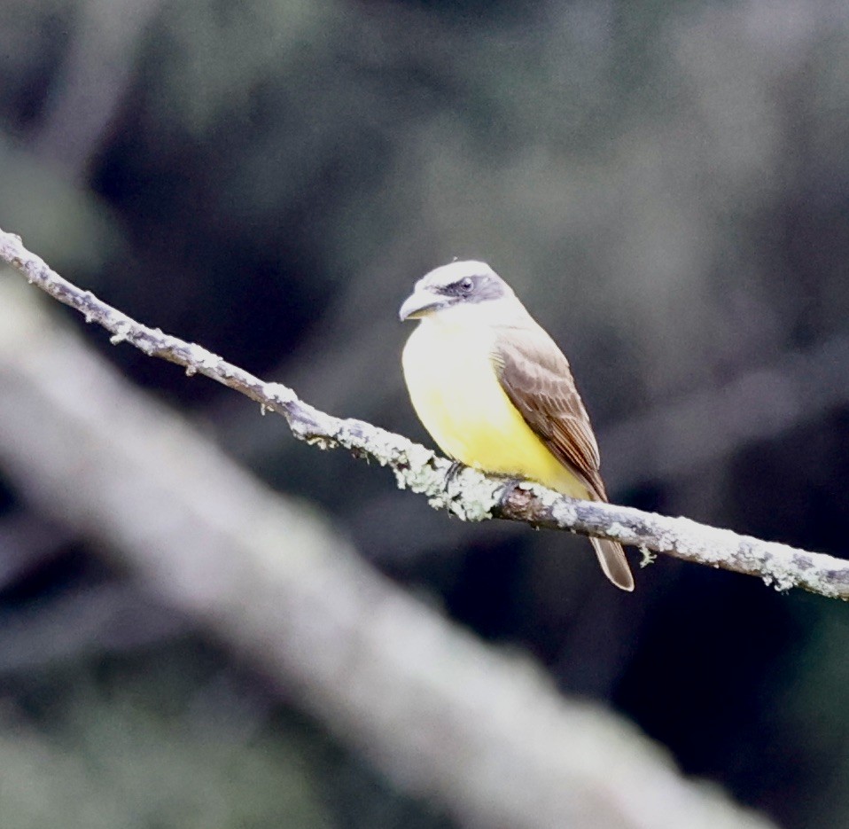 Boat-billed Flycatcher - ML644600877