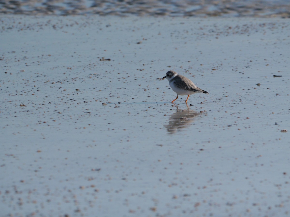 Islıkçı Cılıbıt - ML644600878