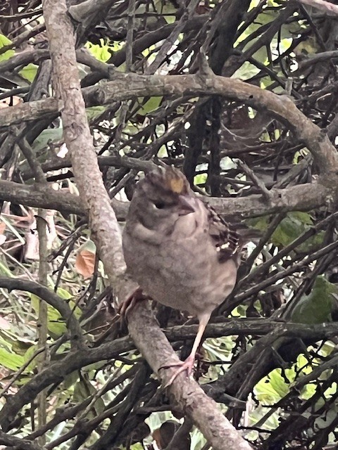 Golden-crowned Sparrow - ML644600883
