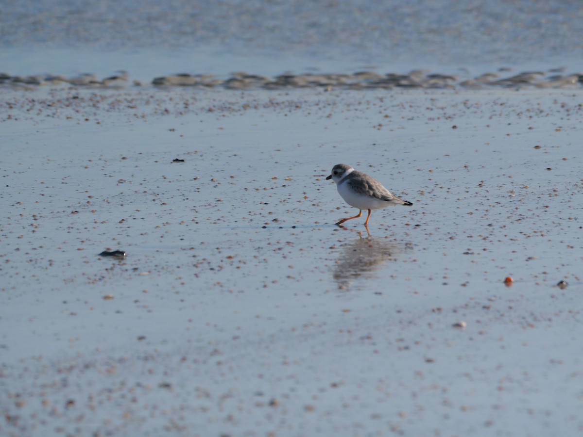 Islıkçı Cılıbıt - ML644600884